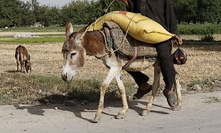 Donkey detonated on Gaza border
