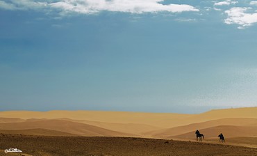 Horses in an expansive dune