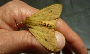 Isabella Tiger Moth.