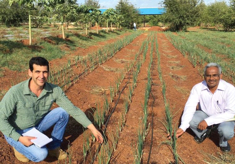 Dan Alluf (left), MASHAV counselor at the Israeli embassy in New Delhi, examines the drip irrigation system in an onion field at the Indo-Israel Agriculture Project Vegetable Center of Excellence in the Dharwad district of Karnataka, India, May 2016