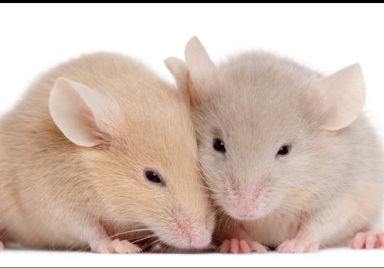 mice