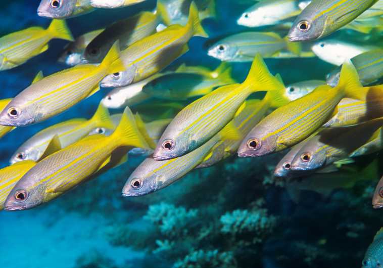 fish