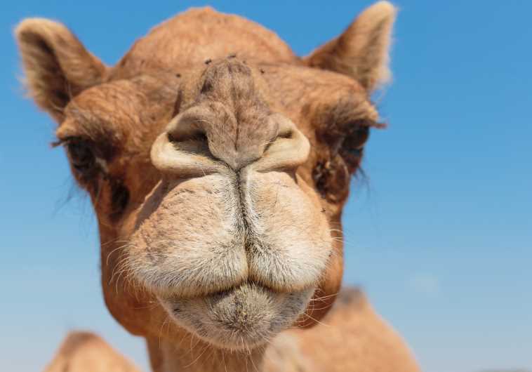 Camel 