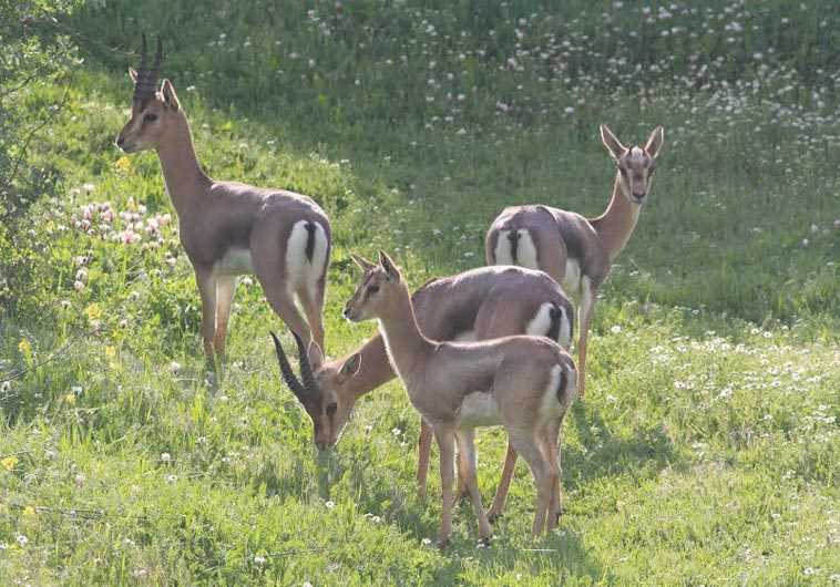 Deer Valley
