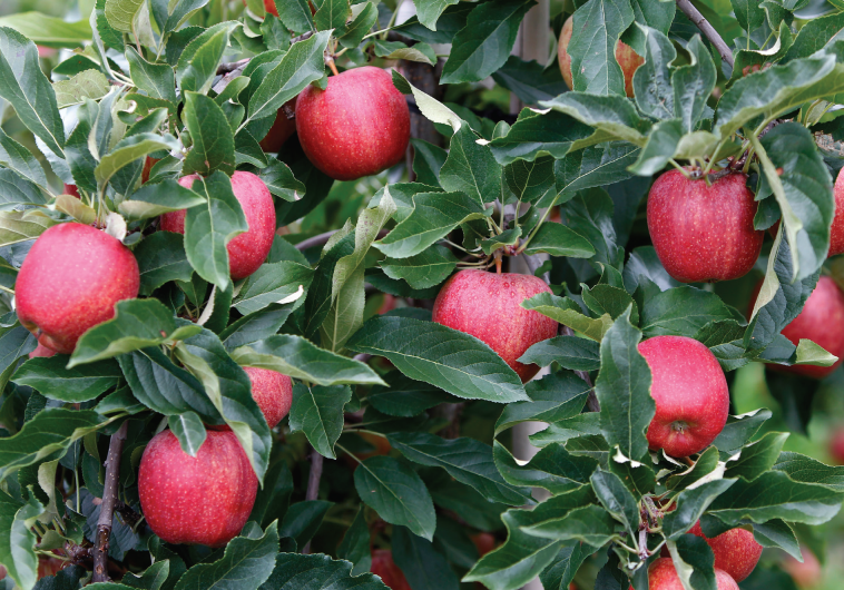 Rabbi Apple