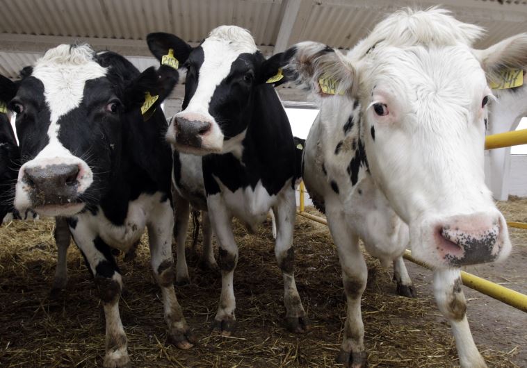 Cows feed at the dairy farm of the "Russia" collective farm in the settlement of Grigoropolisskaya