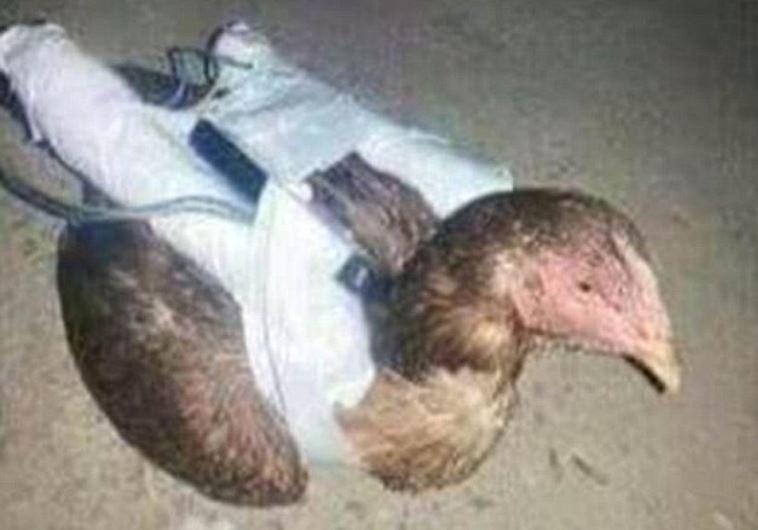 isis chickens
