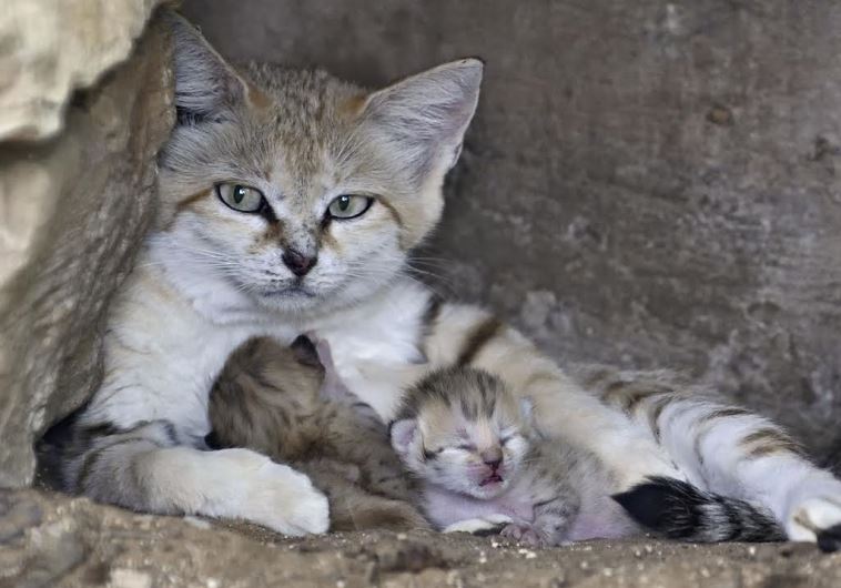 Rotem the sand cat with her babies