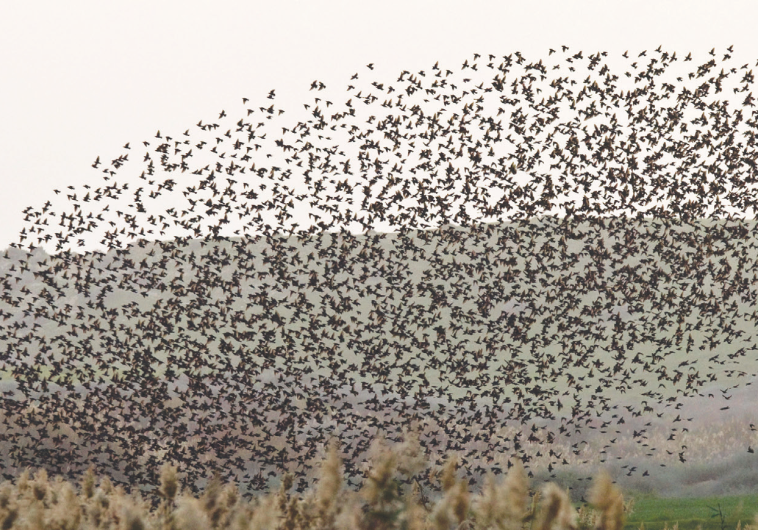 STARLINGS Negev 