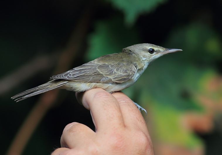 Basra reed warbler 