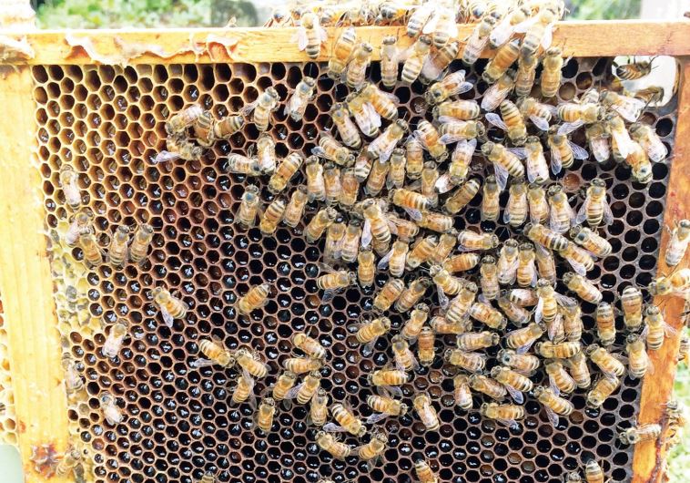 Bees 