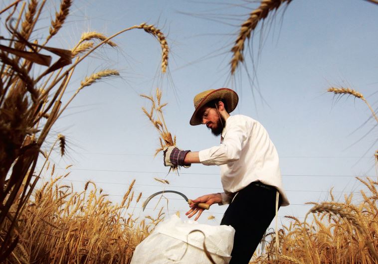 shmita year