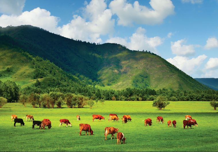 Tevya’s Ranch