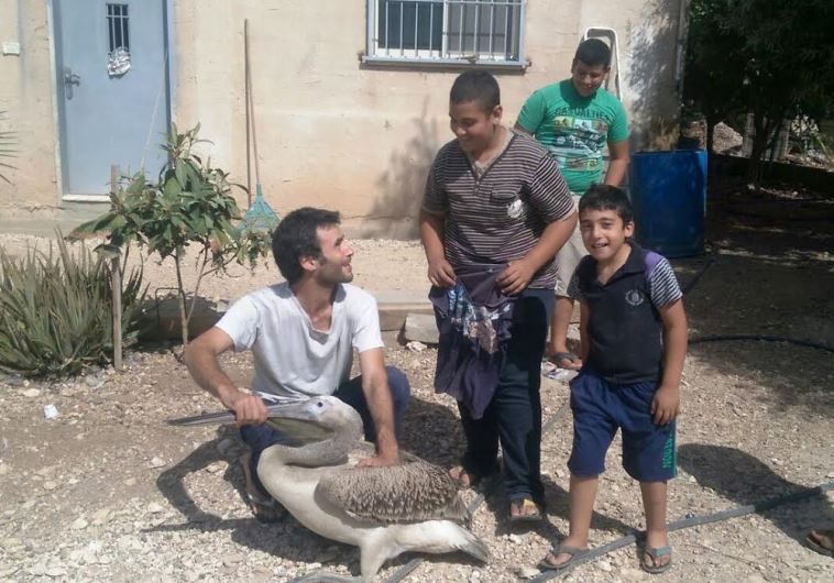 the Israel Nature and Park's Authority's Israeli Wildlife Hospital