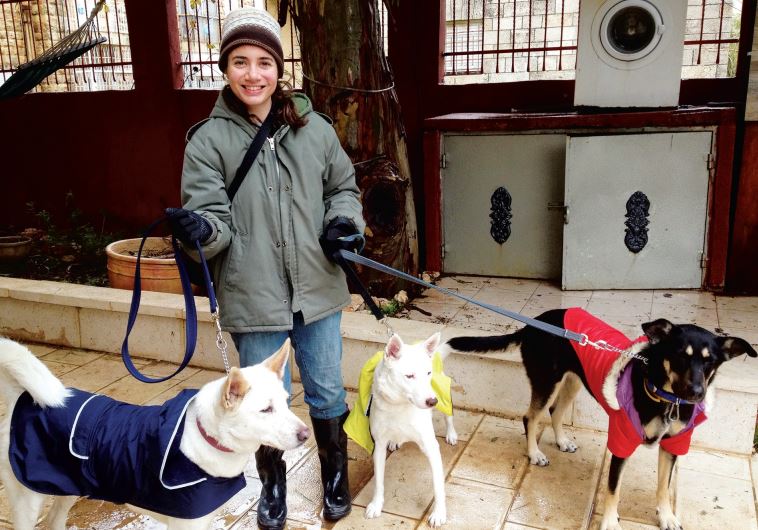 Dogwalker
