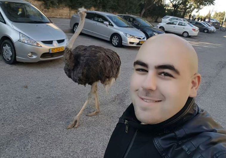 Ostrich 