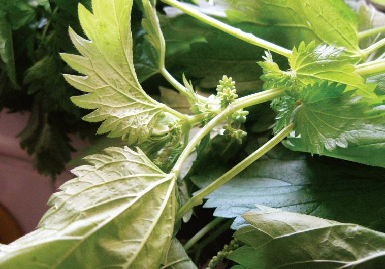 Green nettle seed