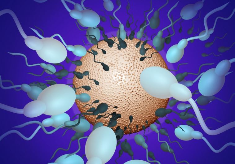Sperm (illustrative)