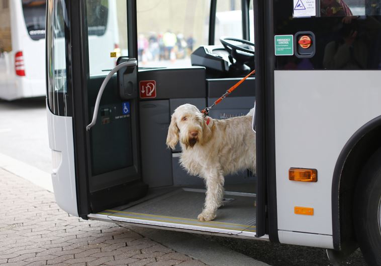 Dogs on buses