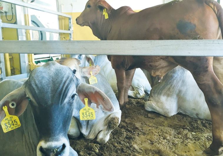 CATTLE AWAIT departure on the ‘MV Ocean Outback’ on January 6