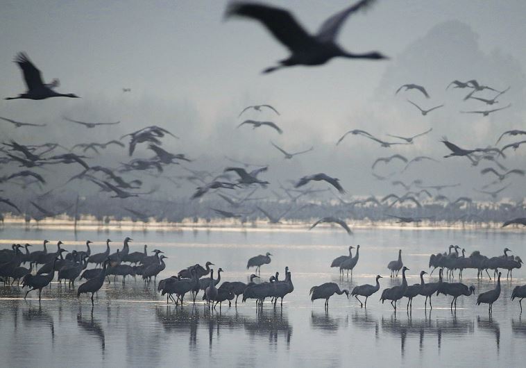 Birds