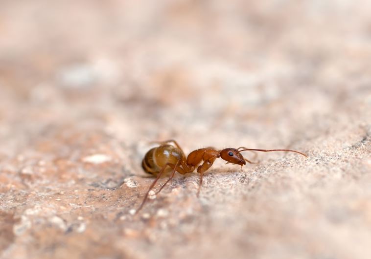 Ant