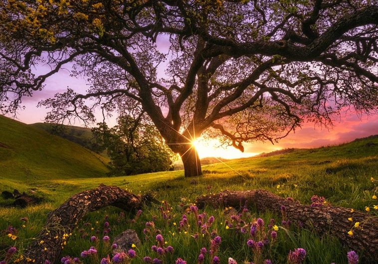 Golan heights Israel