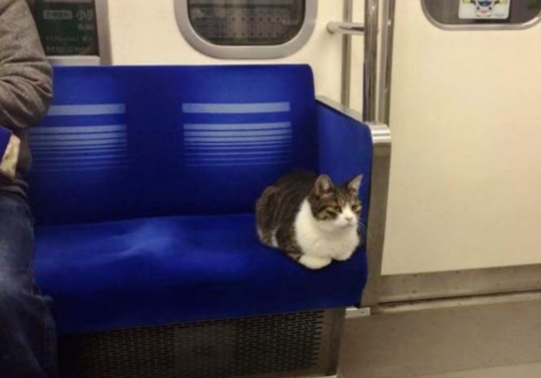 cat rides train in tokyo