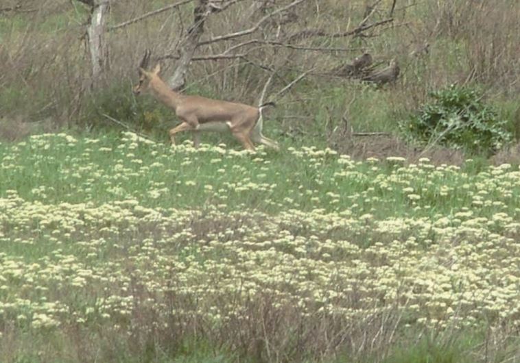 The Gazelle Valley