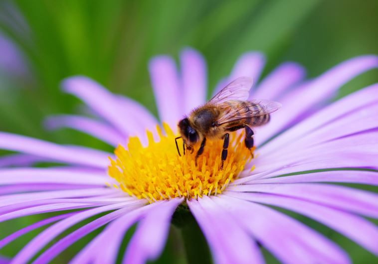 Bee 