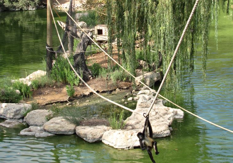 Jerusalem Biblical Zoo