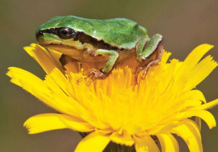 The Middle East tree frog