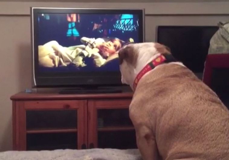 Dog watches horror movie