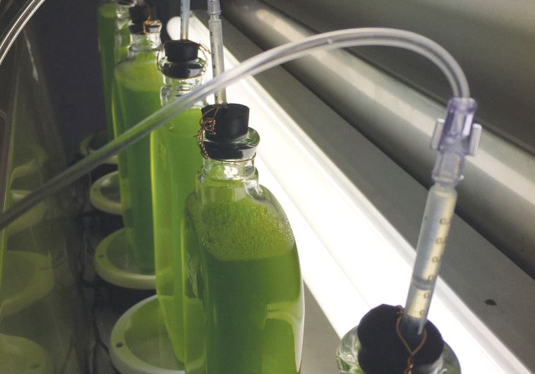 green company