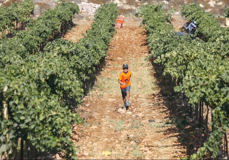 Grapevine in Israel
