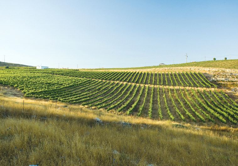 Tura Winery