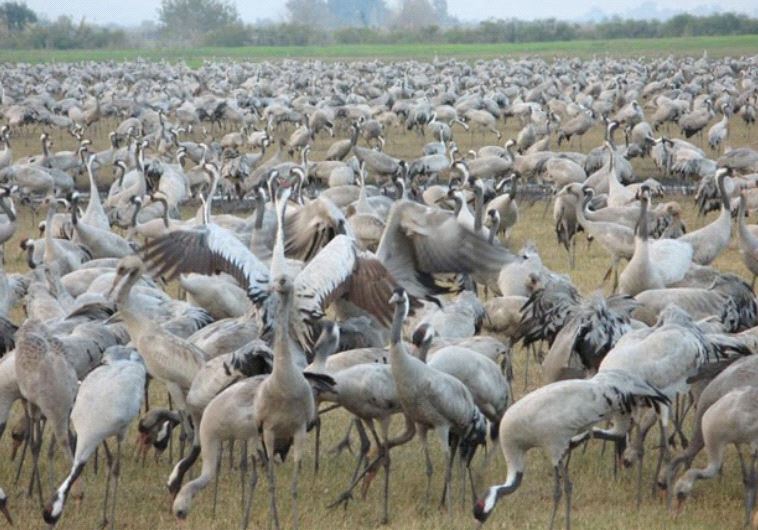 Hula Valley's Bird Festival