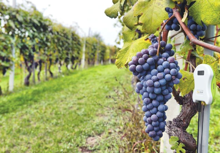 THE TAG will first be used in farms that grow more pricey fruits, such as grapes, or in those that c