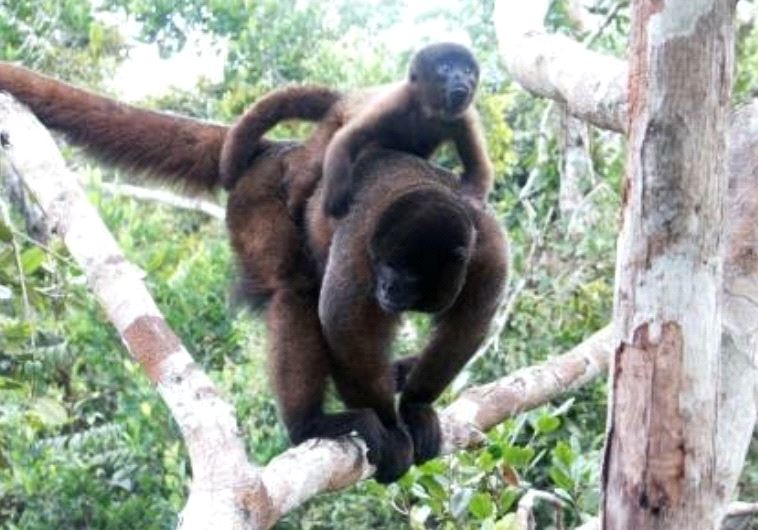 Israeli-led crowdfunding hopes to save Peruvian monkey