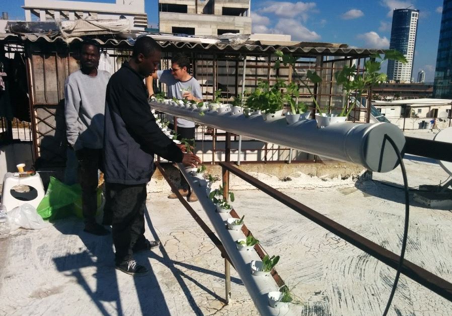 Hydroponic farm for refugees, foreign workers launches on Tel Aviv rooftop