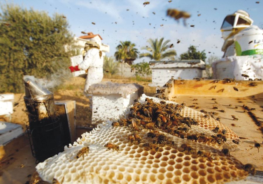 GLOBAL AGRICULTURAL production has taken a hit in recent years due to declining bee populations.