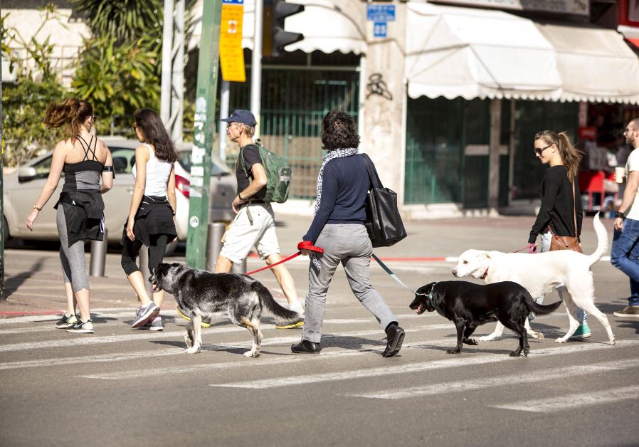 Tel Aviv dogs