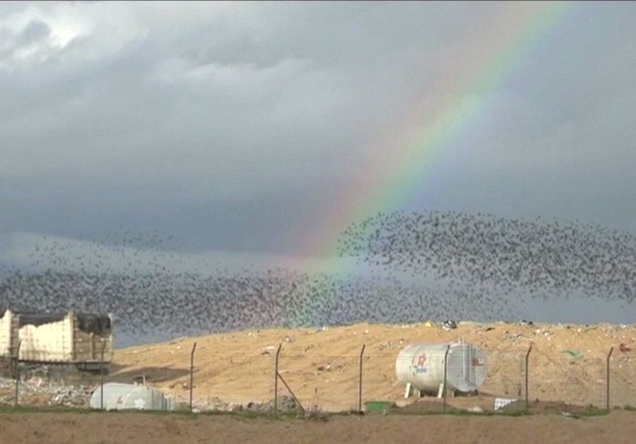 Israel starlings