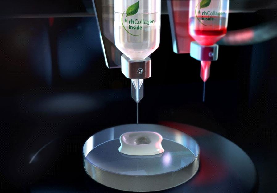 Photo of a simulated printing of a human ear using Collplant’s bio-ink.