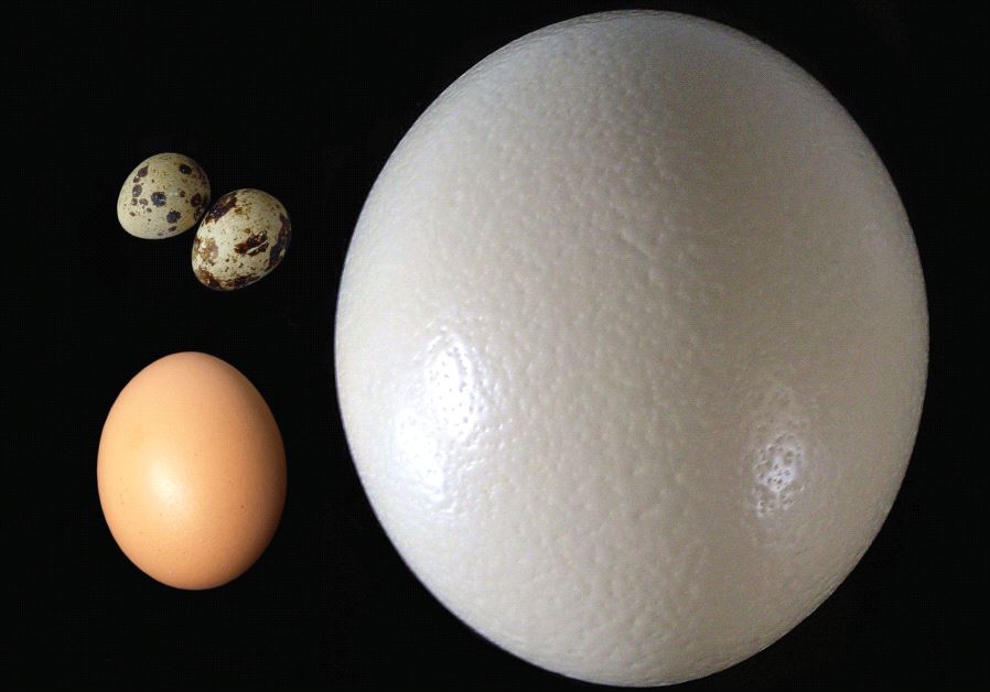 bird eggs avian shape