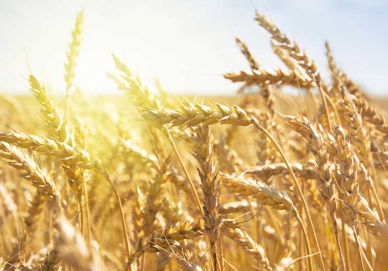 Grain field