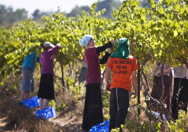Kosher wine