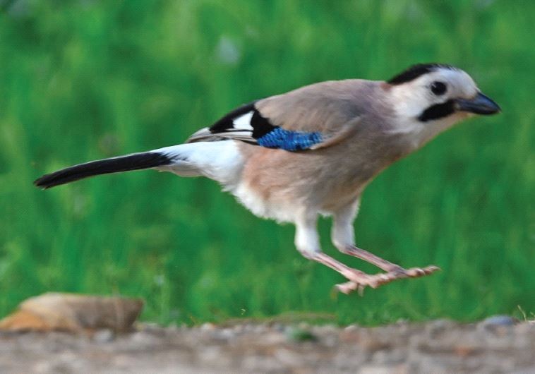 The Eurasian jay
