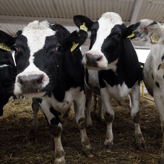 Cows feed at the dairy farm of the "Russia" collective farm in the settlement of Grigoropolisskaya