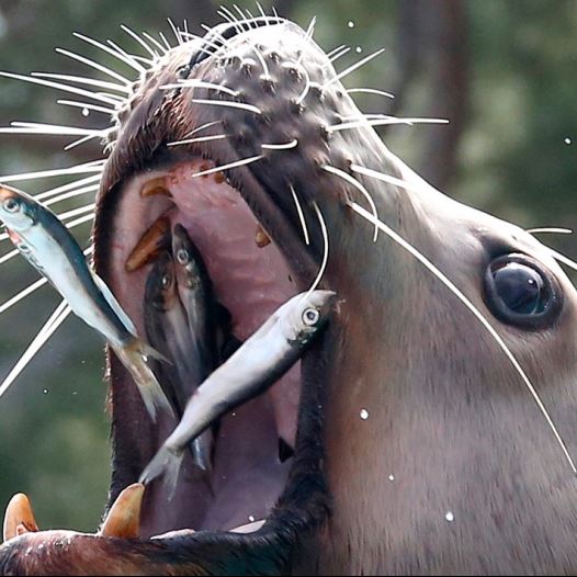 A sea lion eats fish
